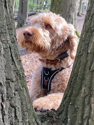 Schulhund Anton